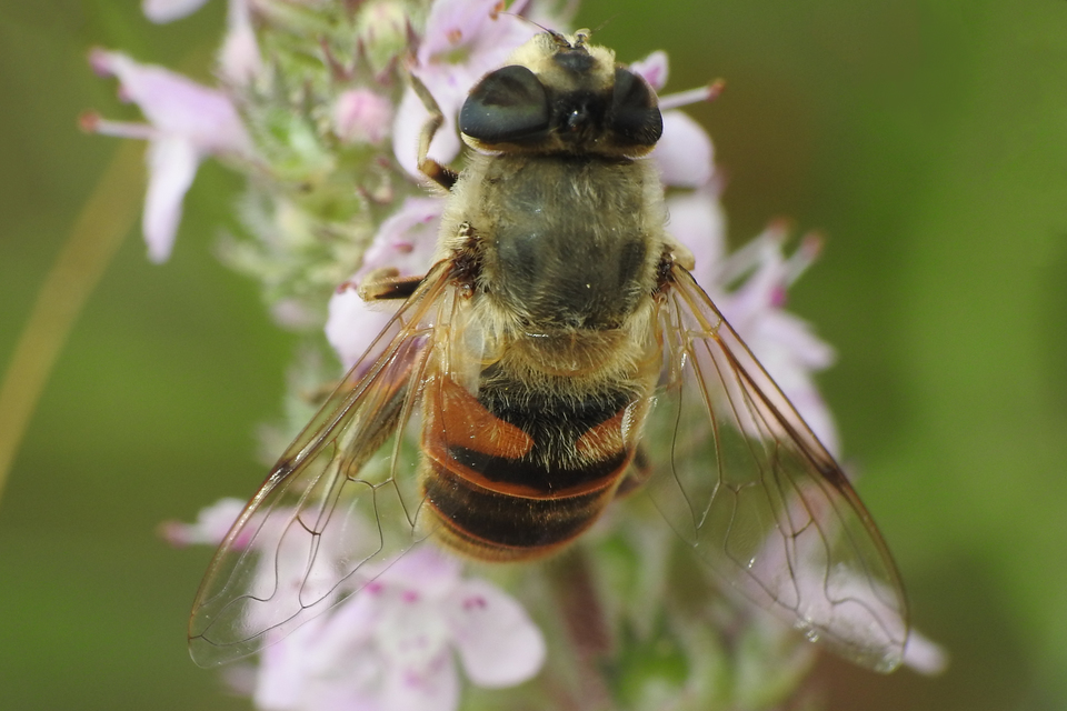 Eristalis tenax - közönséges herelégy