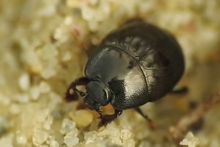 Hypocacculus rubripes - vöröslábú trágyasutabogár