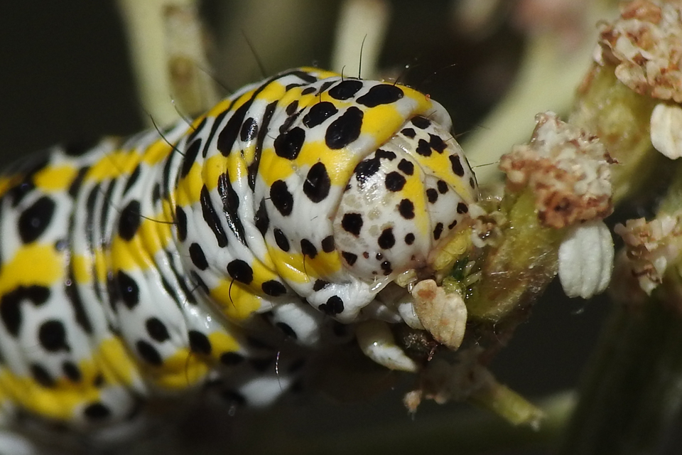 Cucullia tanaceti - vonalkás csuklyásbagoly