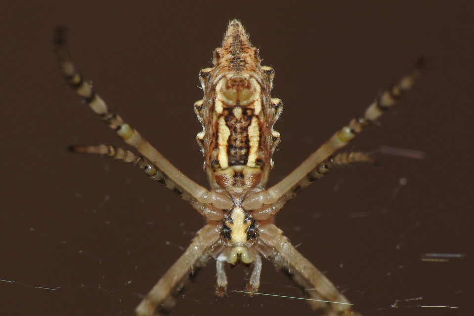 Argiope lobata - karéjos keresztespók