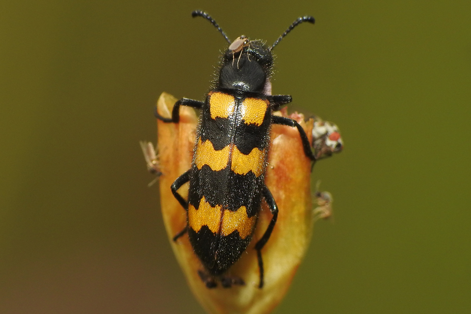 Mylabris variabilis - szalagos hólyaghúzó Mylabris variabilis - szalagos hólyaghúzó