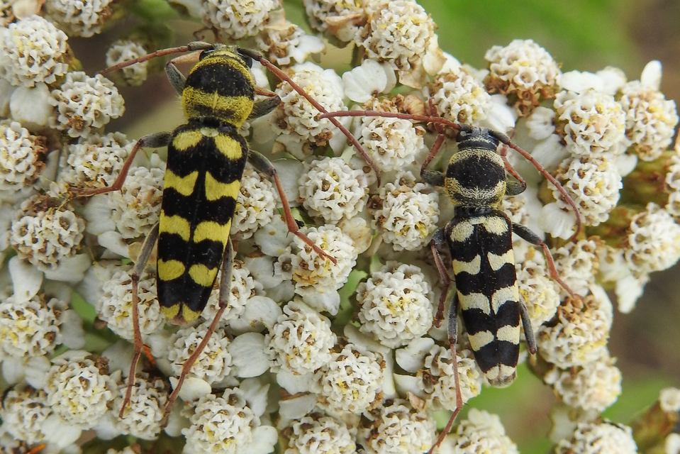 Echinocerus floralis - lucerna-darázscincér