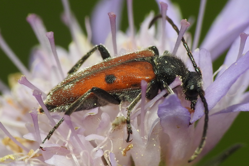 Vadonia unipunctata - kétpettyes virágcincér