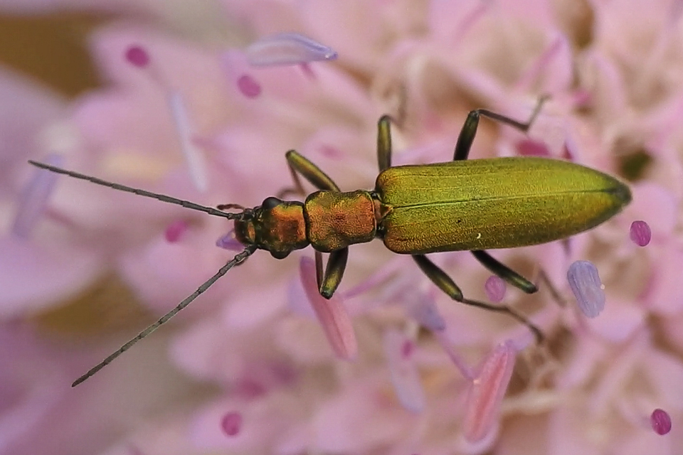 Chrysanthia viridissima - aranyos álcincér