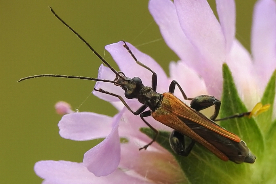 Oedemera femorata - sárgahátú álcincér