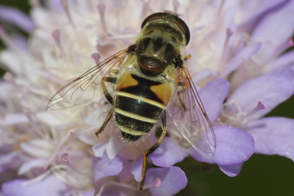Eristalis