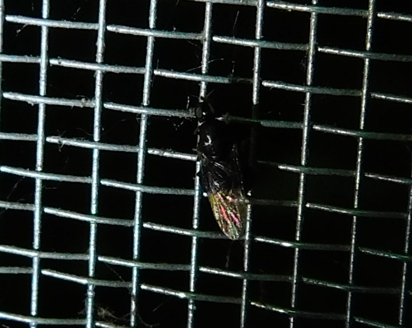 Stratiomyidae - katonalégyfélék