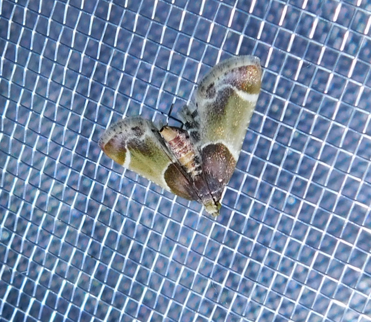 Pyralis farinalis - lisztilonca