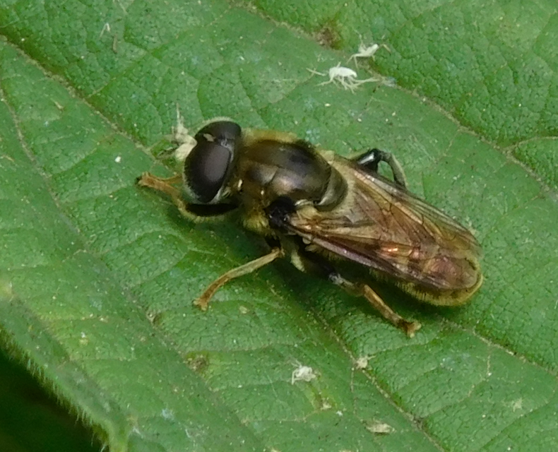 Merodon