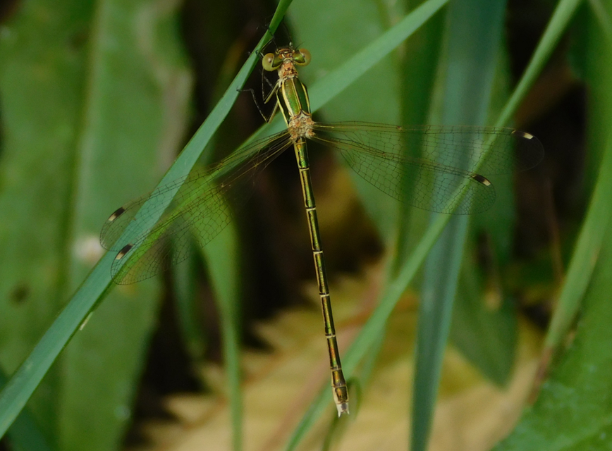 Lestes barbarus - foltosszárnyjegyű rablószitakötő