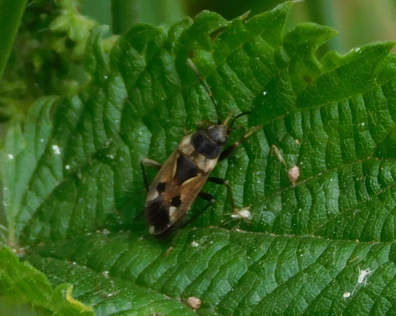 Rhyparochromus vulgaris - közönséges díszesbodobács