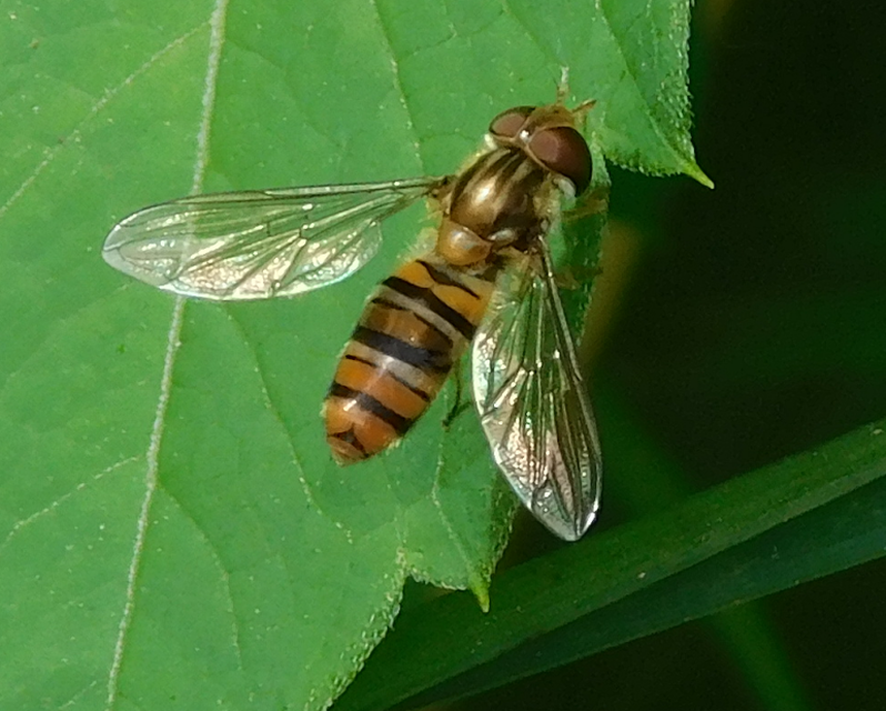 Episyrphus balteatus - ékfoltos zengőlégy
