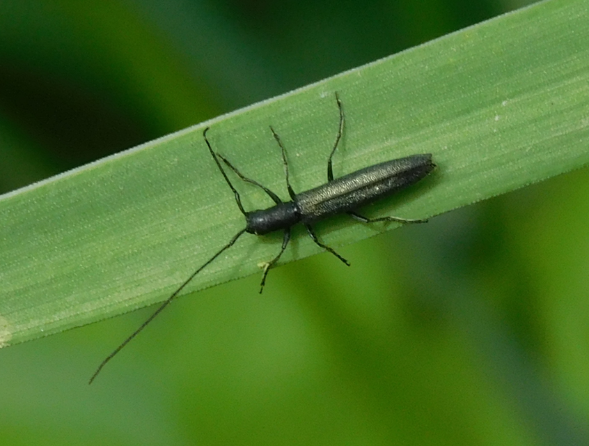 Theophilea subcylindricollis - hengeres szalmacincér Theophilea subcylindricollis - hengeres szalmacincér