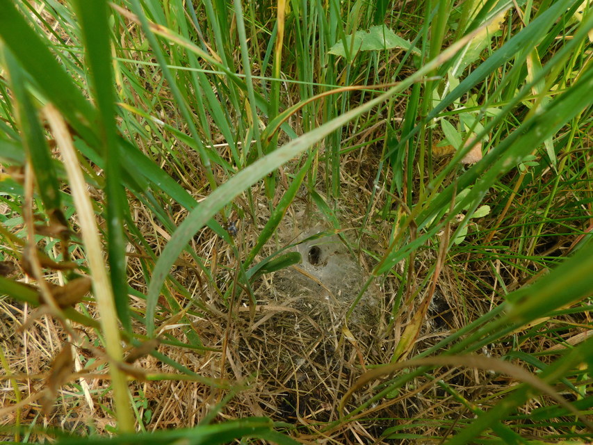 Agelena labyrinthica - illó tölcsérpók