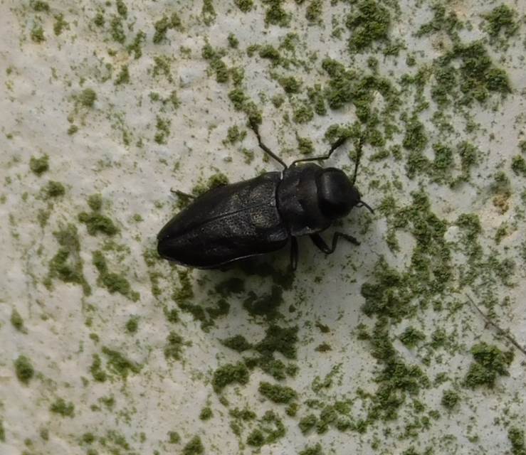 Anthaxia quadripunctata - fekete virágdíszbogár Anthaxia quadripunctata - fekete virágdíszbogár