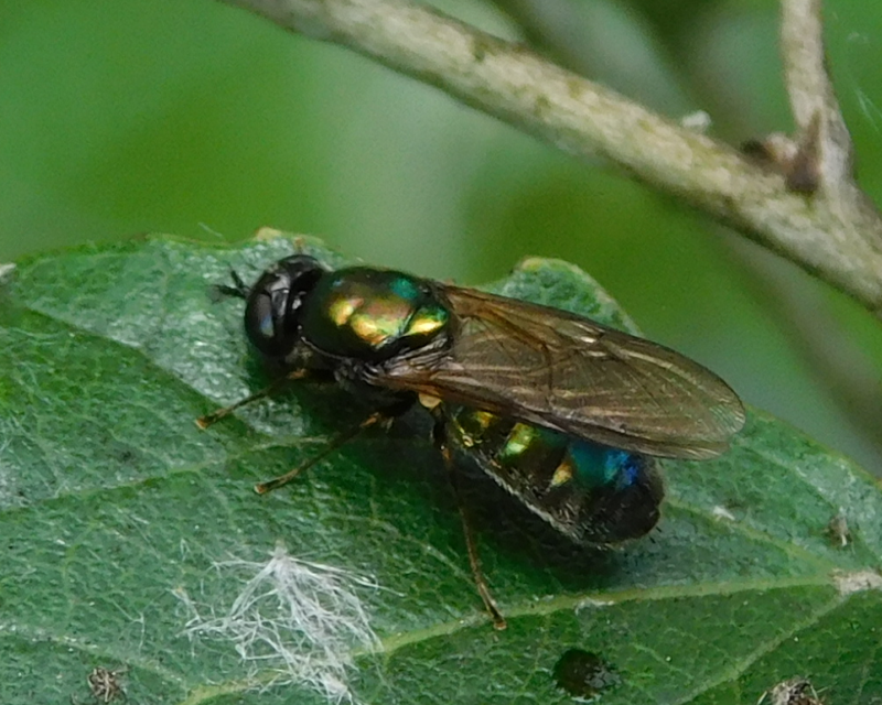Stratiomyidae - katonalégyfélék