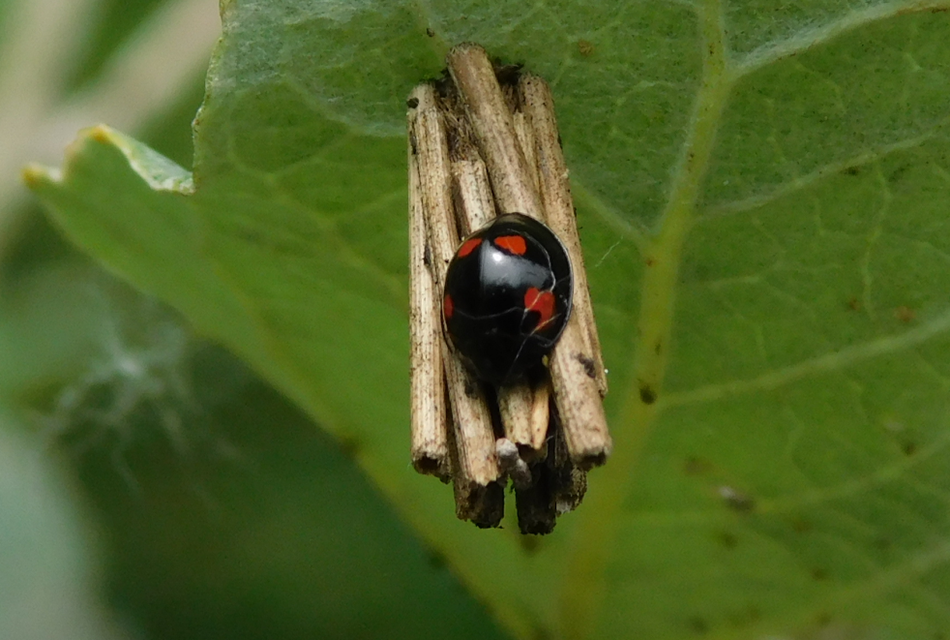 Exochomus quadripustulatus - négyfoltos szerecsenkata