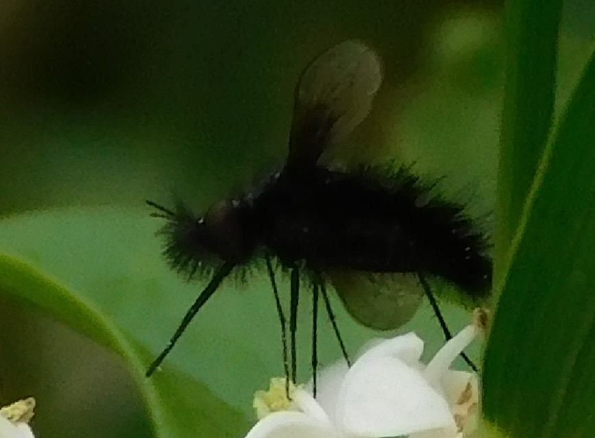 Bombylella atra - ezüstpettyes pöszörlégy