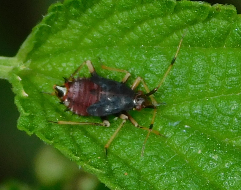 Deraeocoris ruber - vöröses mezeipoloska
