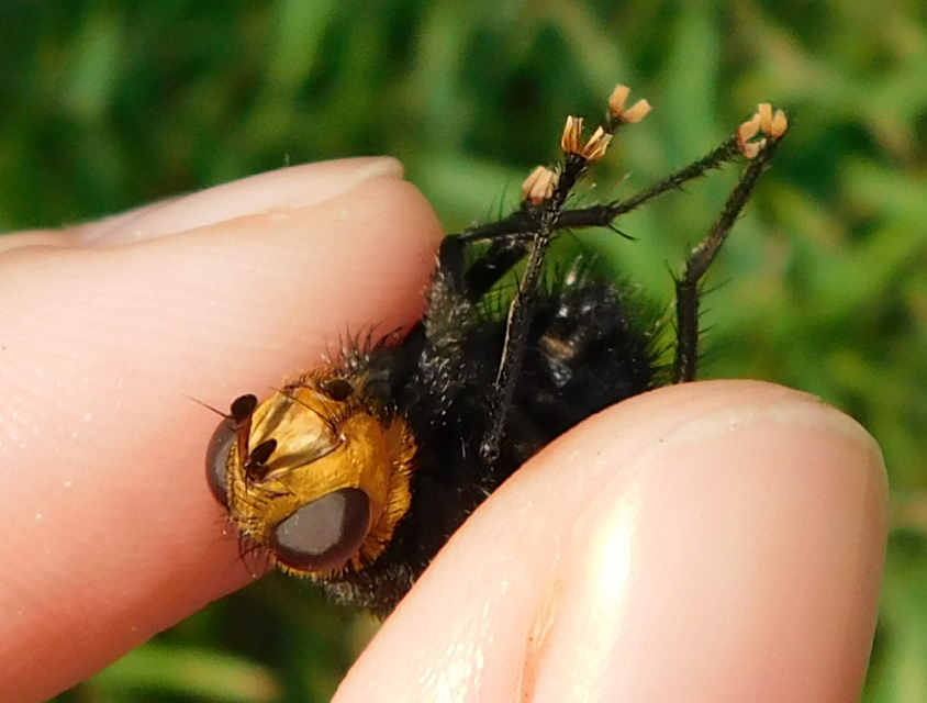 Tachina grossa - óriás fürkészlégy