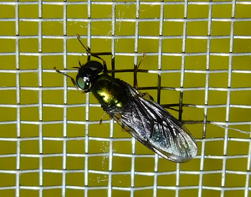 Stratiomyidae - katonalégyfélék