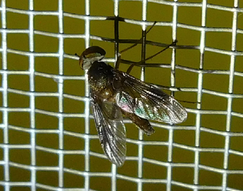 Rhagionidae - kószalégyfélék