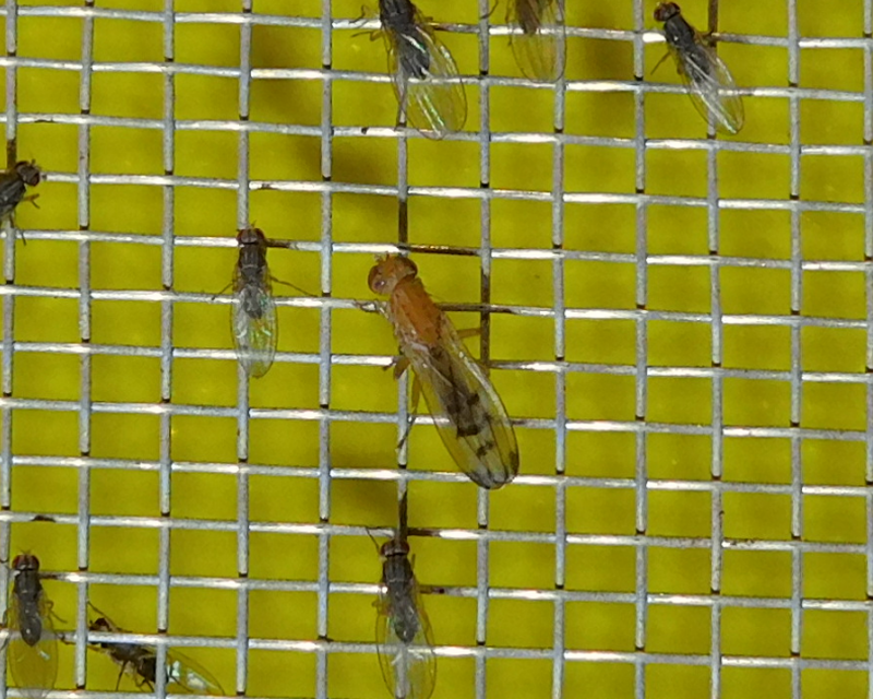 Opomyzidae - földilégyfélék
