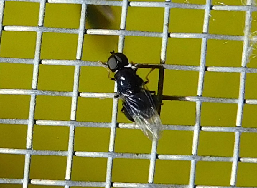 Stratiomyidae - katonalégyfélék