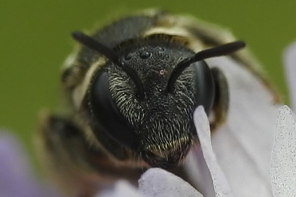 Nomiapis