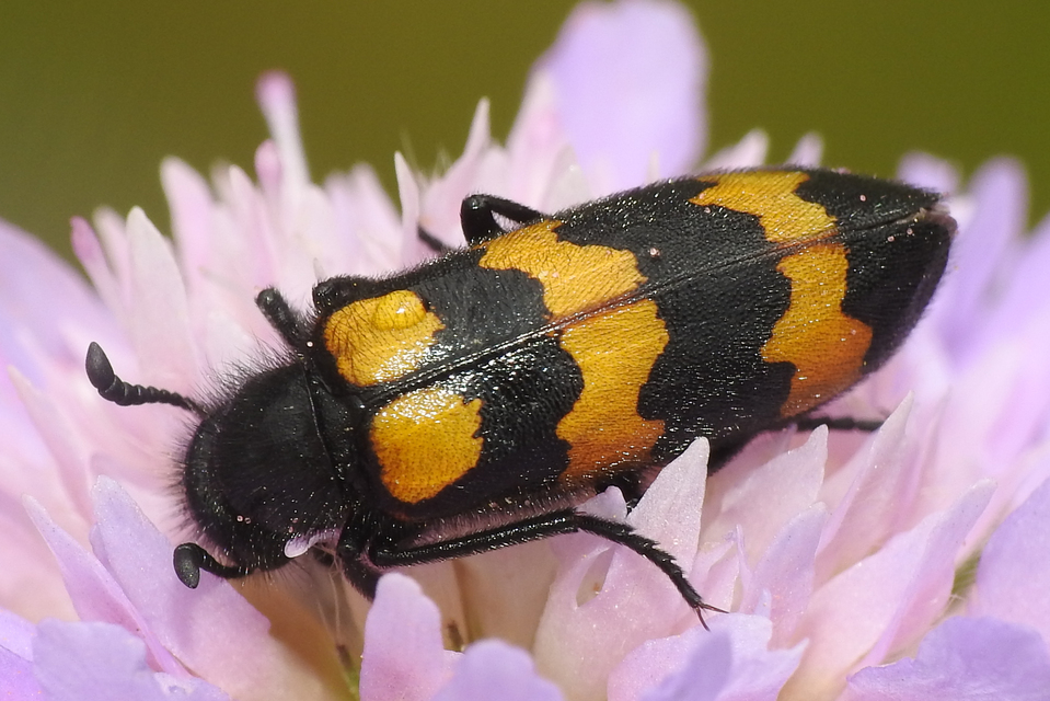 Mylabris variabilis - szalagos hólyaghúzó Mylabris variabilis - szalagos hólyaghúzó