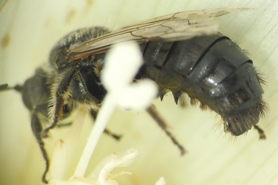 Systropha curvicornis