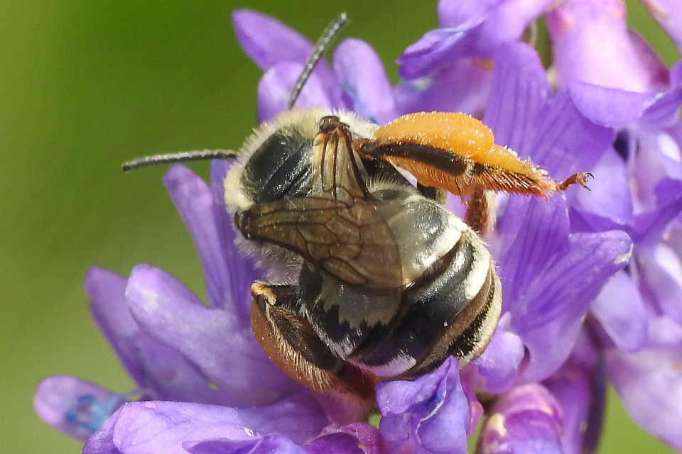 Eucera
