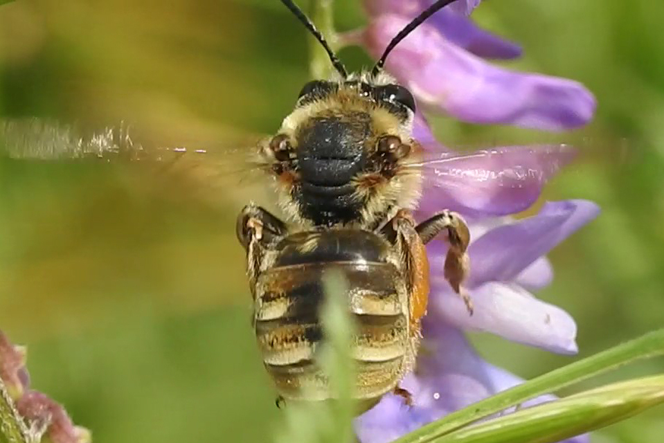 Eucera