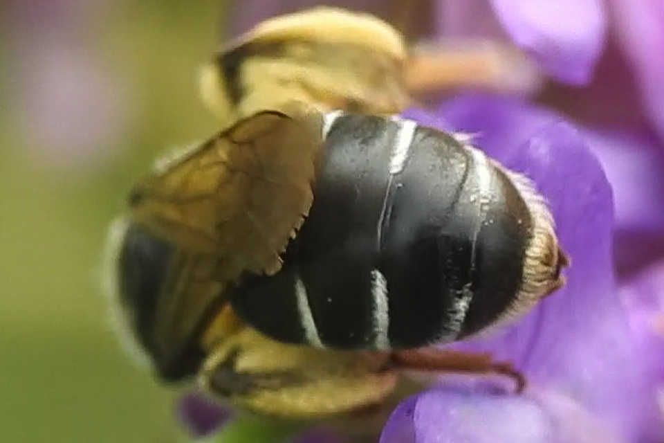 Andrena