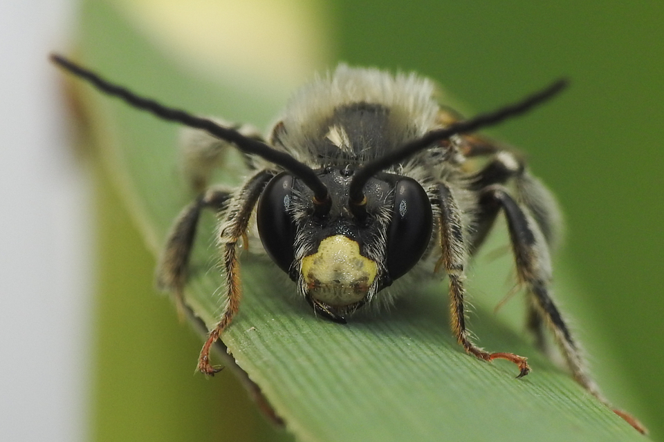 Eucera