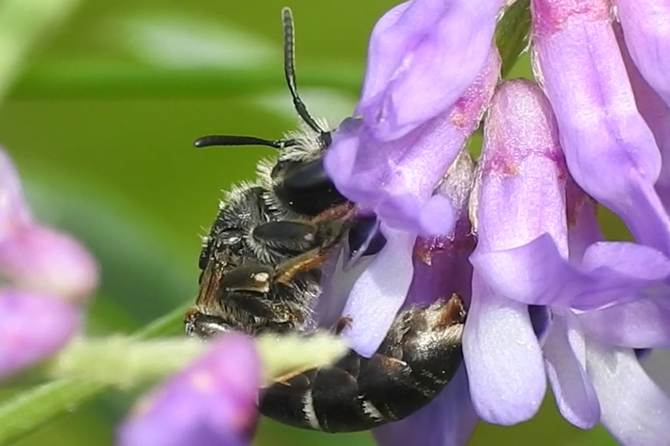 Andrena