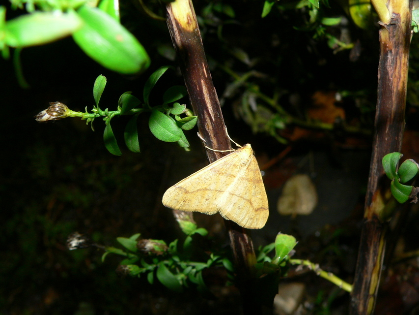 Agriopis aurantiaria - aranysárga téliaraszoló