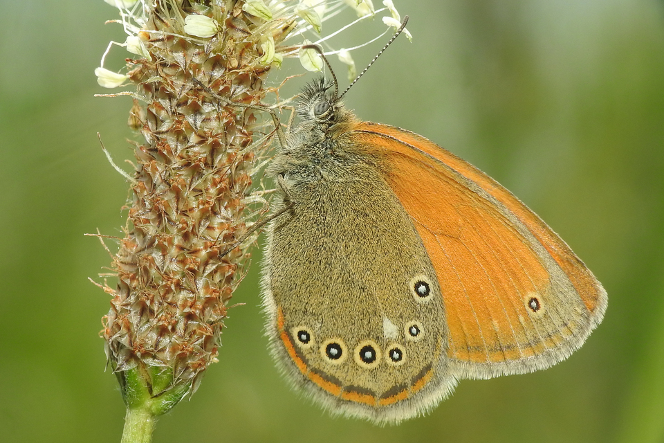 Coenonympha glycerion - közönséges szénalepke