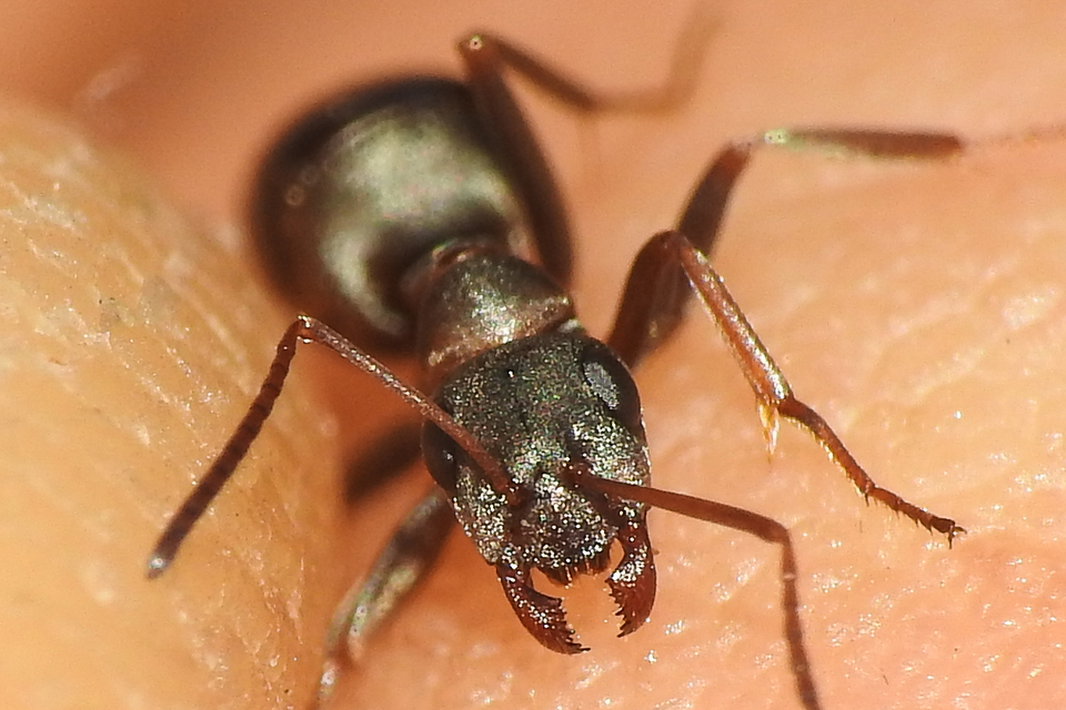 Formica cunicularia - gyakori rabszolgahangya