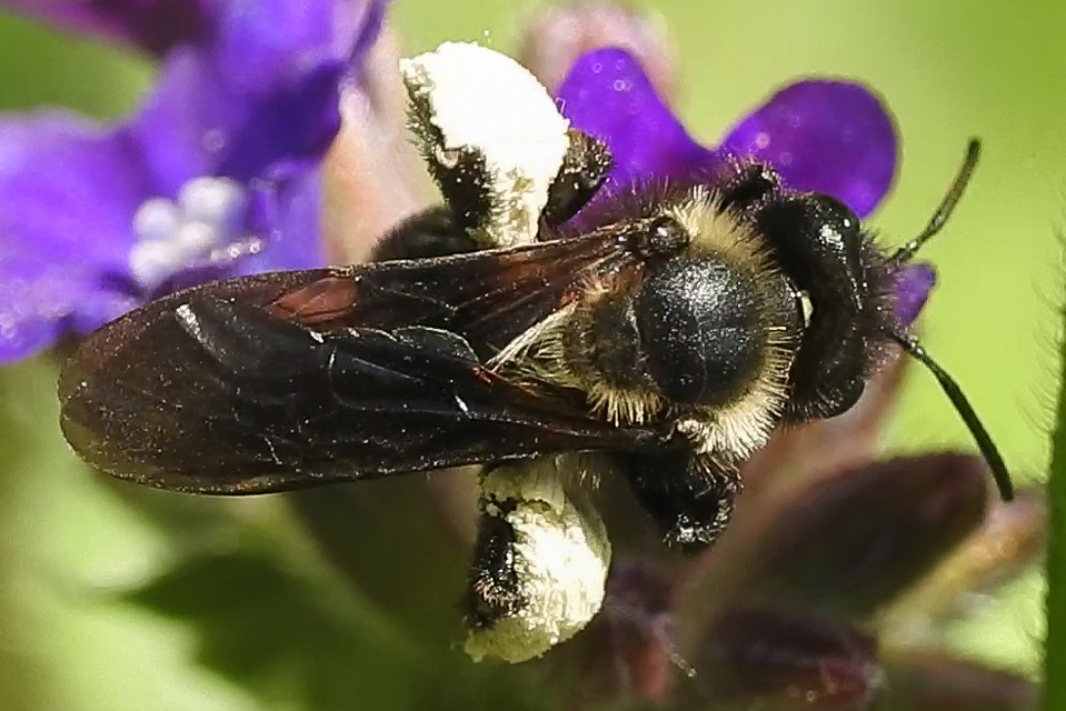 Andrena nasuta