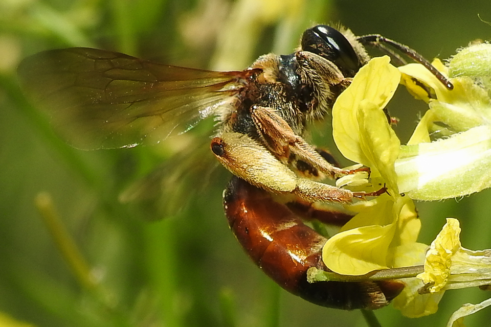 Andrena scita
