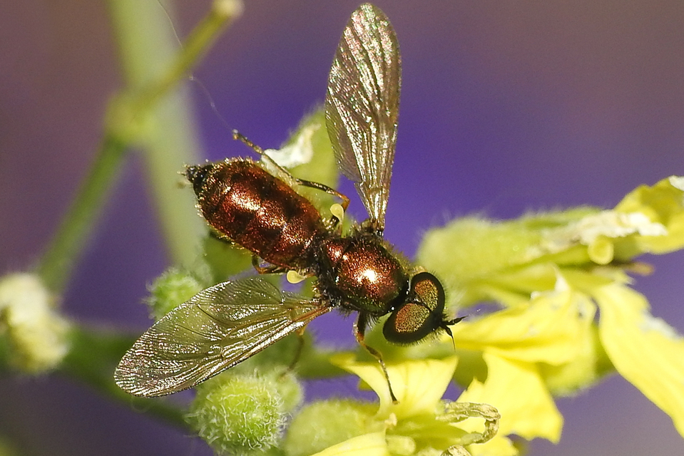 Chloromyia