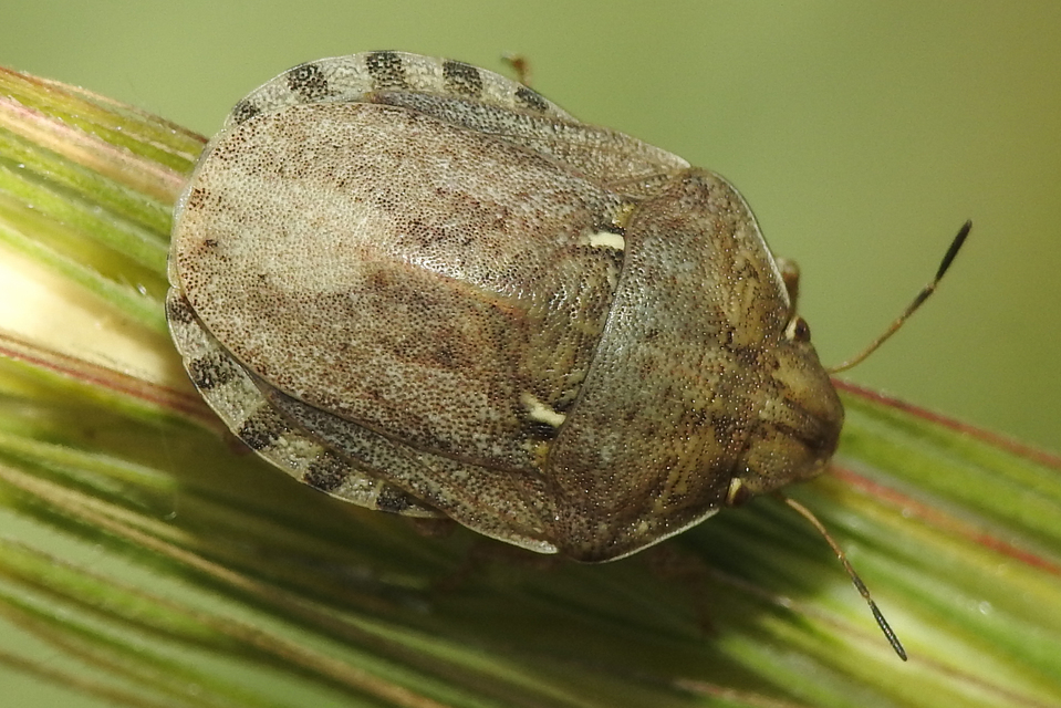 Eurygaster Eurygaster