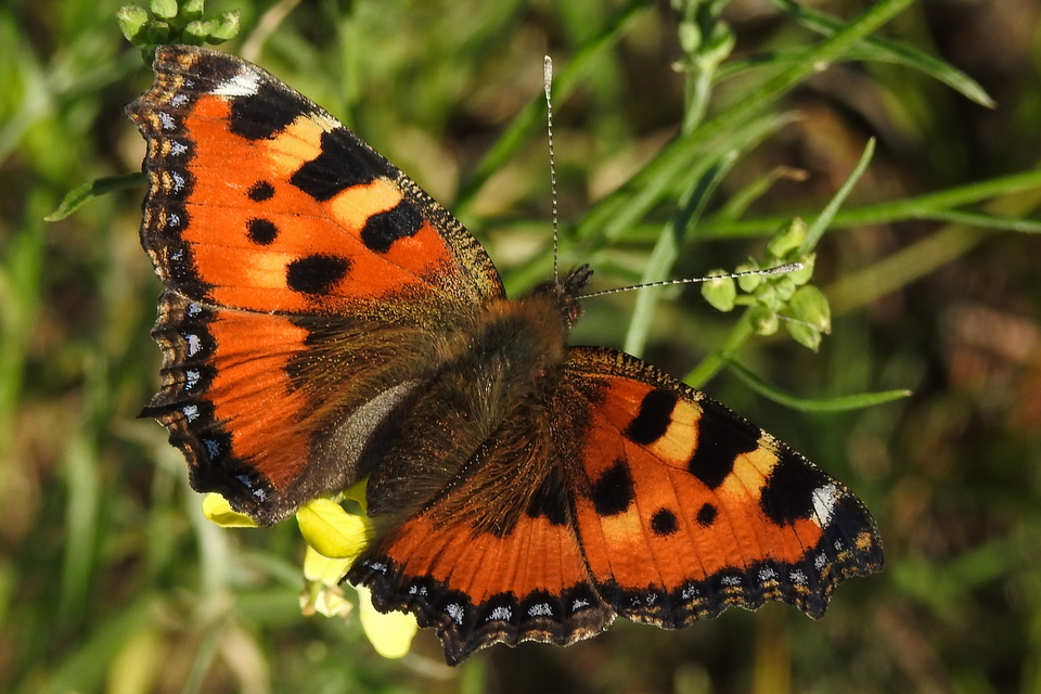 Nymphalis urticae - kis rókalepke Nymphalis urticae - kis rókalepke