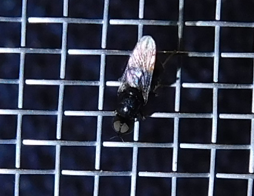 Stratiomyidae - katonalégyfélék