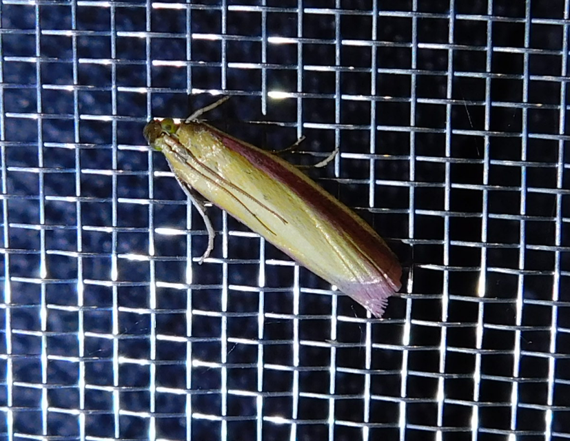 Oncocera semirubella - lucernamoly