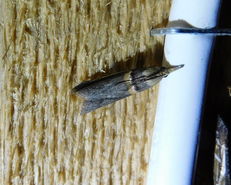 Etiella zinckenella - akácmoly