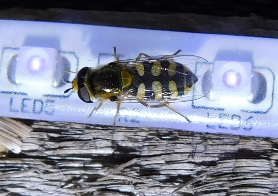 Eupeodes