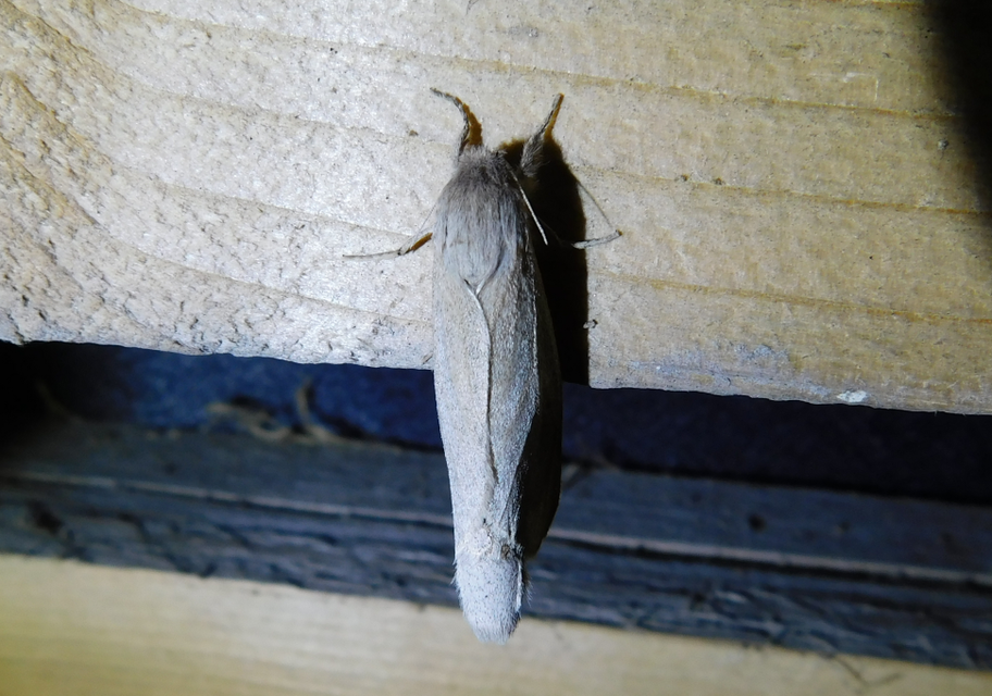 Phragmataecia castaneae - nádfúrólepke