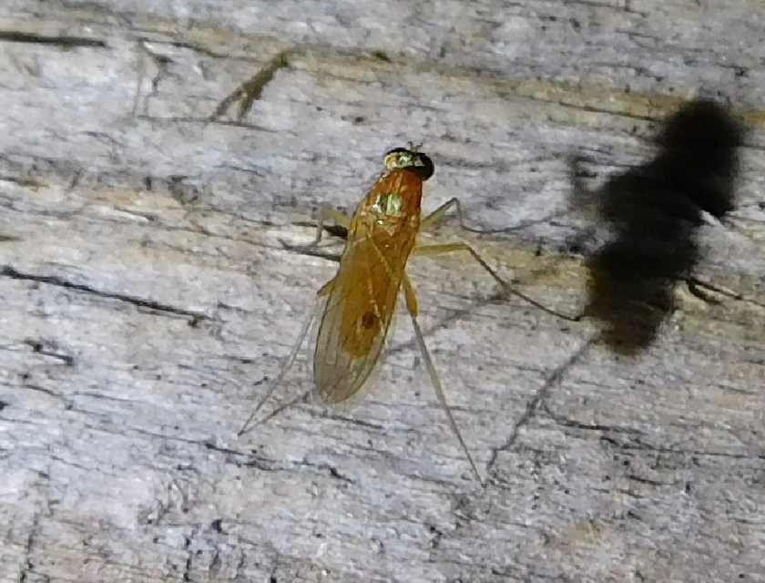 Dolichopodidae - szúnyoglábú legyek